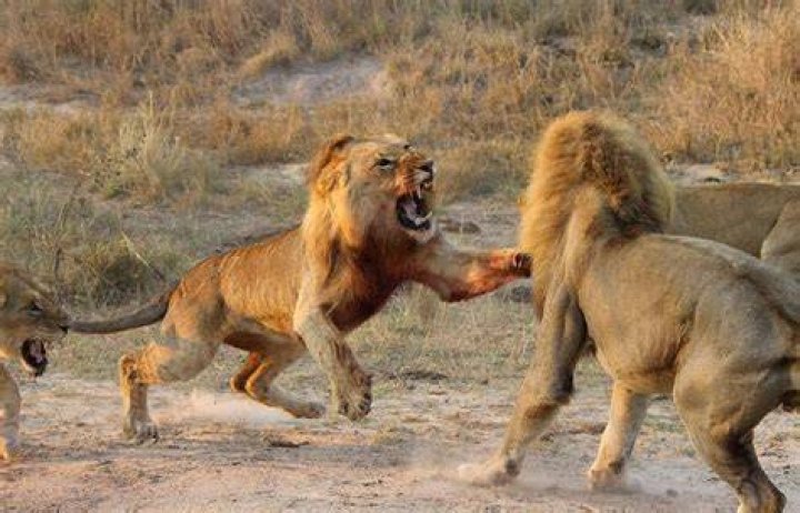 Fighting Lion