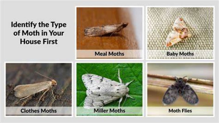 Find-Moths