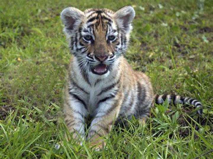 how to buy Tiger Cub tokens