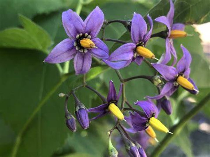 Nightshade