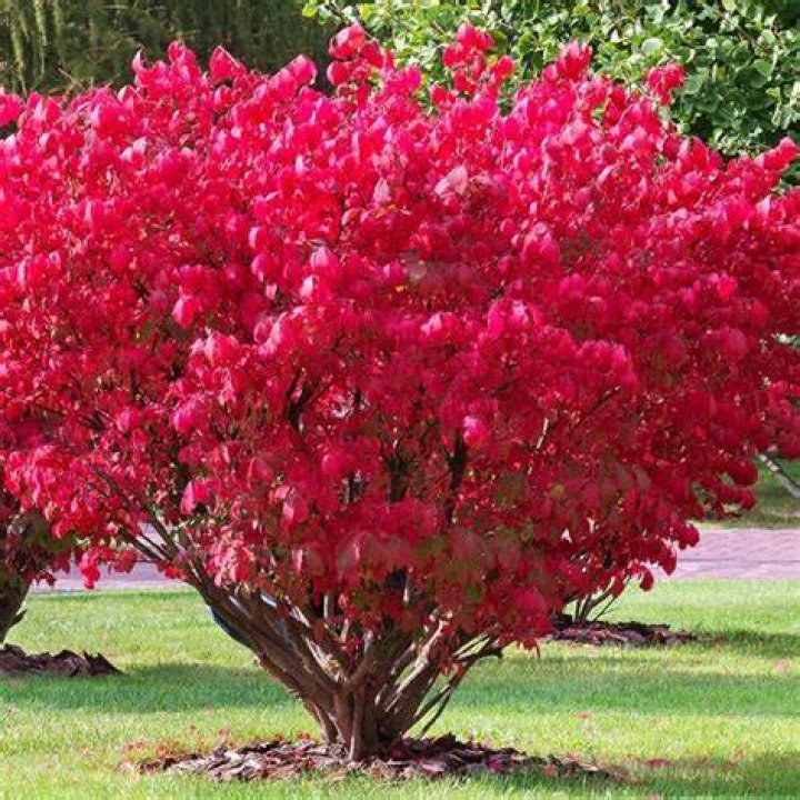 How to Get Plant Fiber in Enshrouded Plant-Fiber-Bush-Shrub-in-Enshrouded