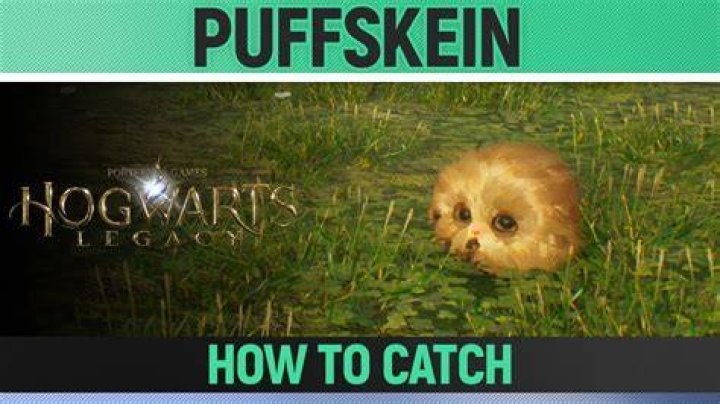 How to Get a Puffskein in Hogwarts Legacy Puffskein-Location-in-Hogwarts-Legacy