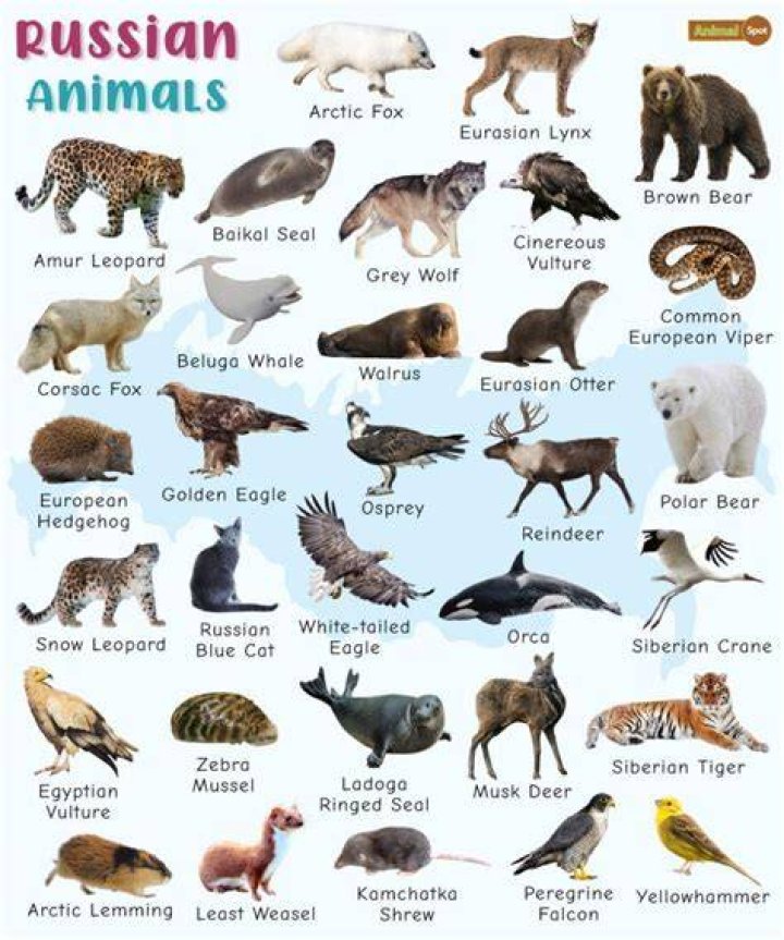 Russian Wildlife