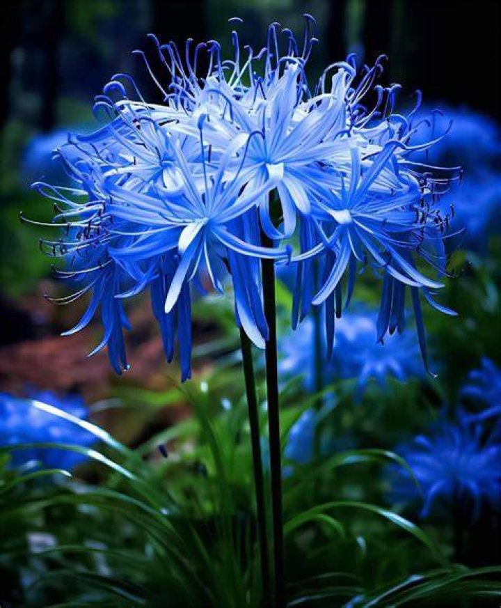 Does Nezuko Die in Demon Slayer? Explained The-Blue-Spider-Lily-as-seen-in-Demon-Slayer