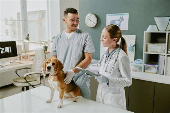 All Dead Hills Collectible Locations in Aliens: Dark Descent Veterinary-Clinic-Datapad