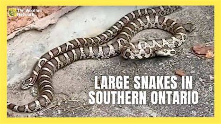 Where to find snakes in Red Dead Redemption 2